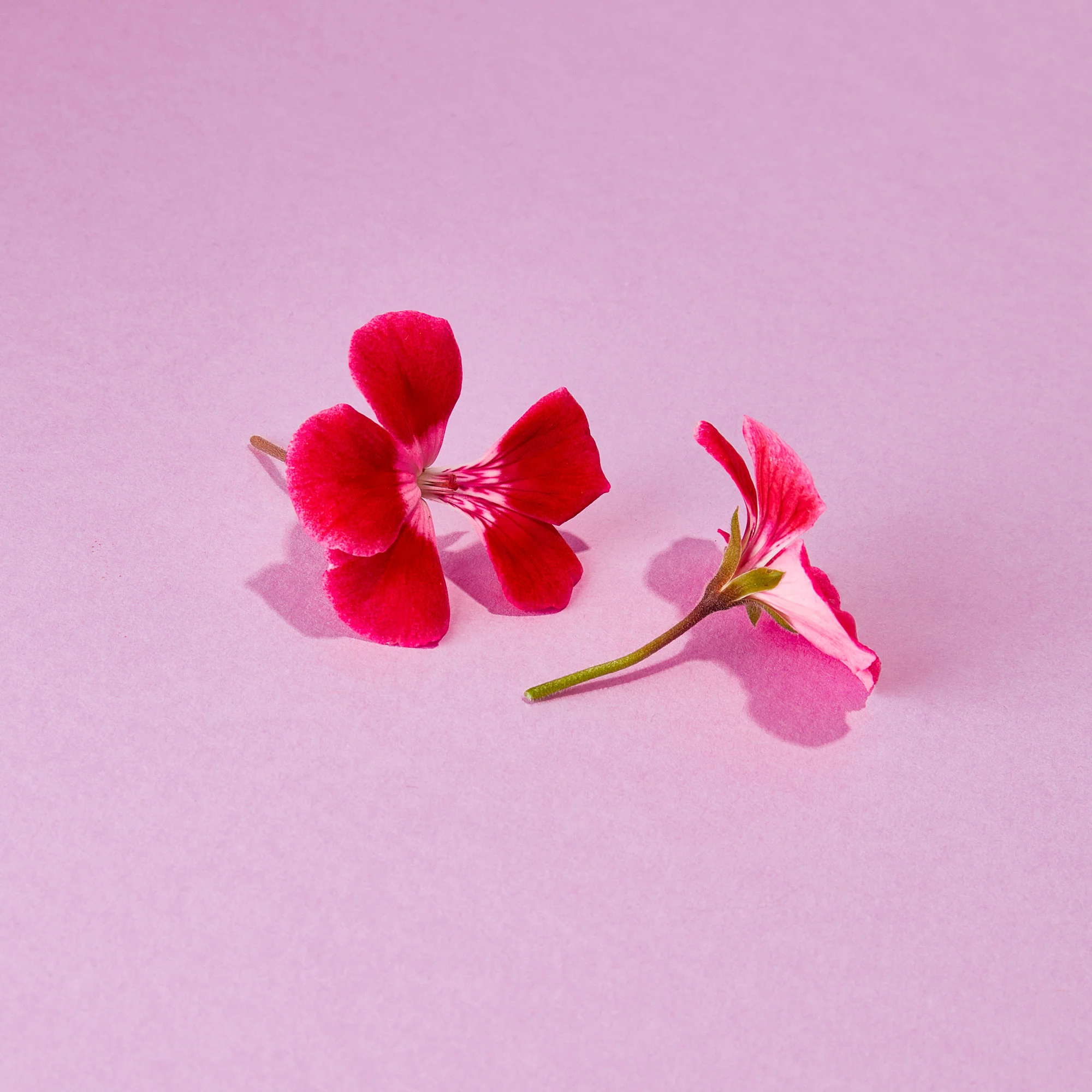 Age Defying Blossom + Leaf Toning Refresher - Image 4