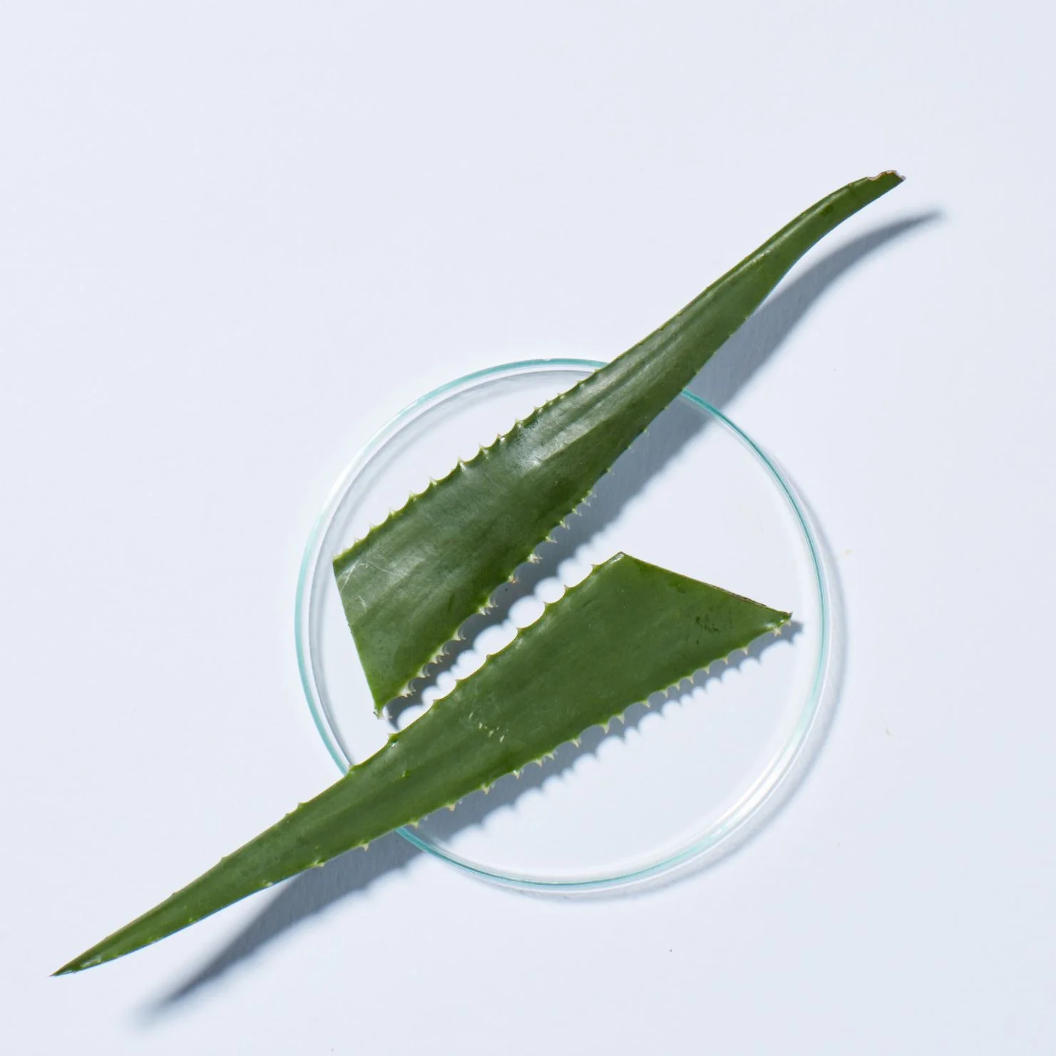 Exotic Marula Oil Silky Smooth Shampoo - Image 3