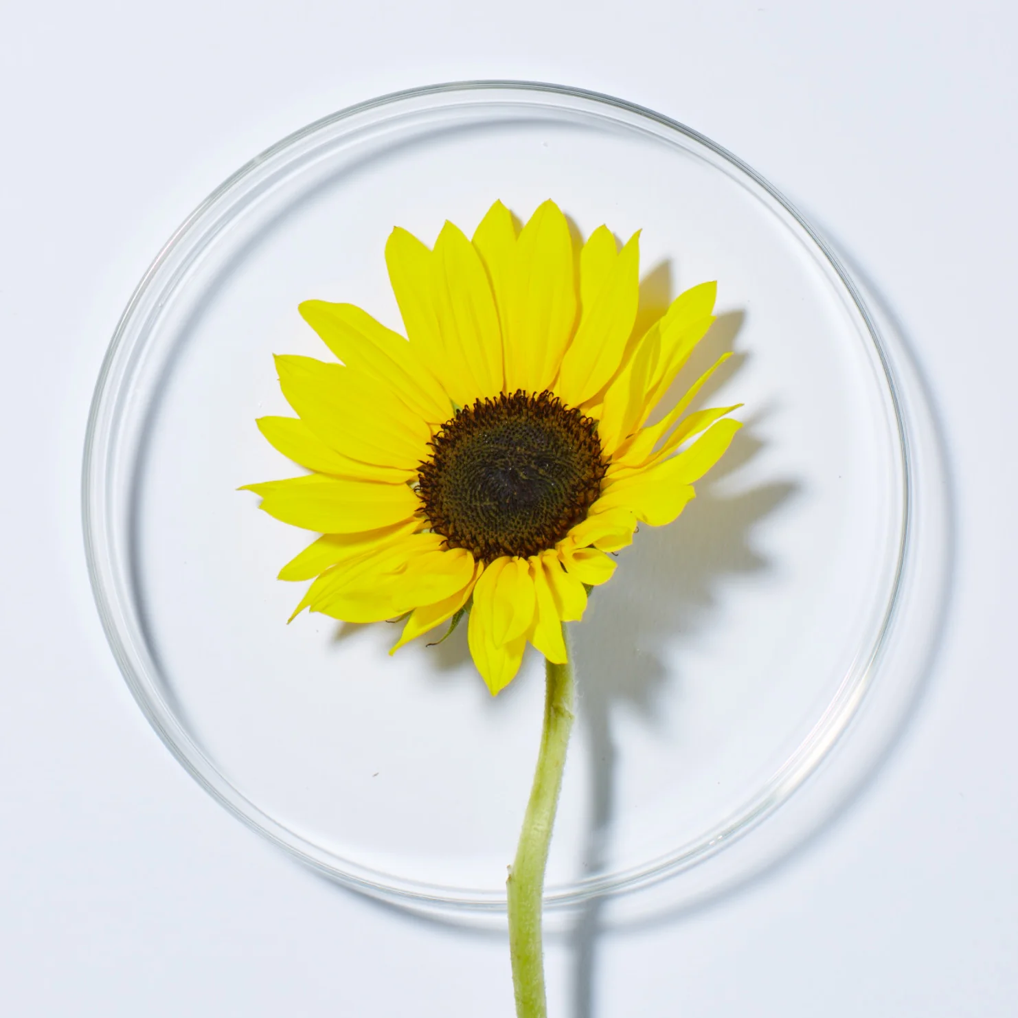 Sunflower & Citrus Brilliant Shine Shampoo - Image 4